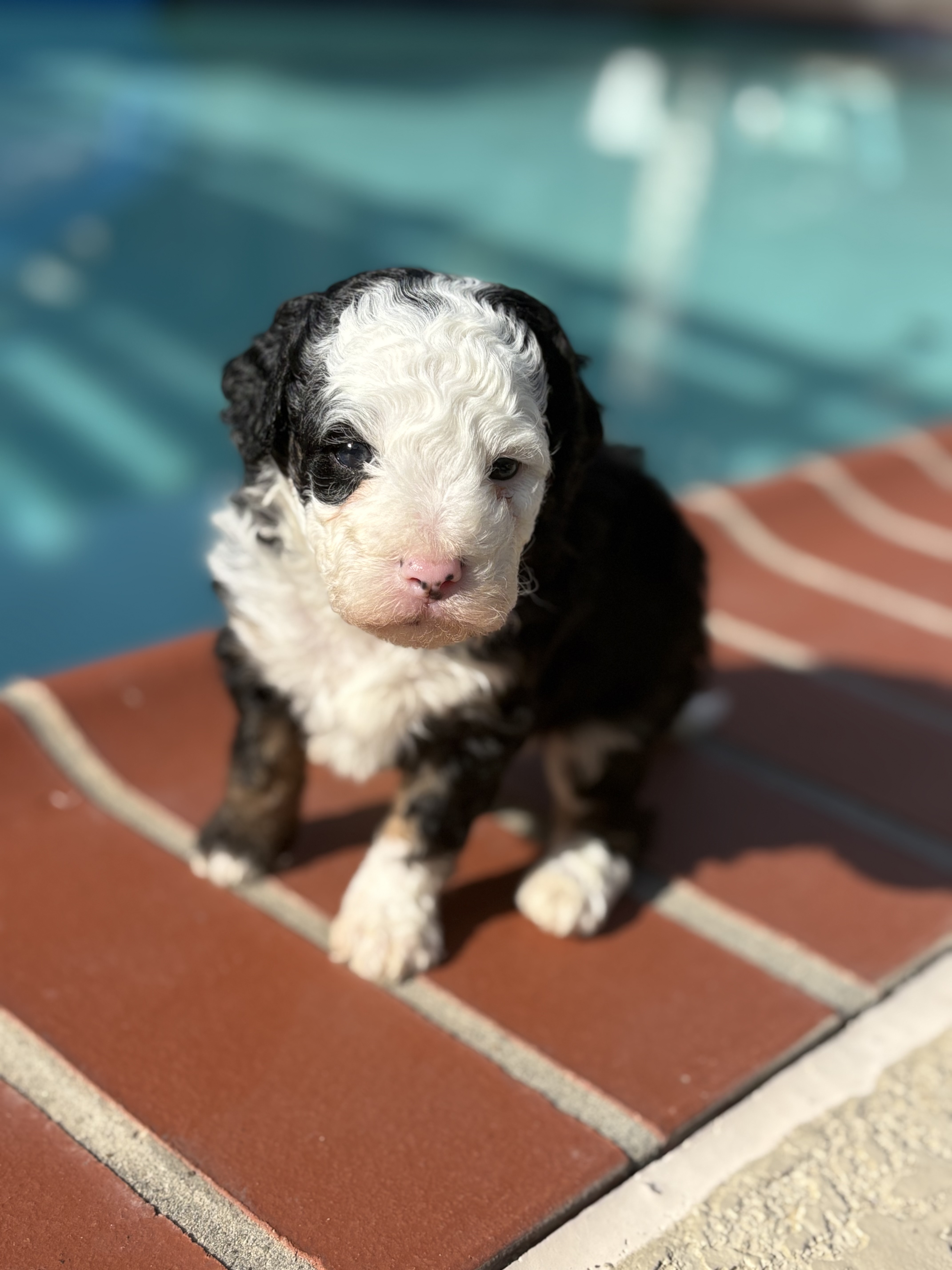 Levi - Mini Bernedoodle