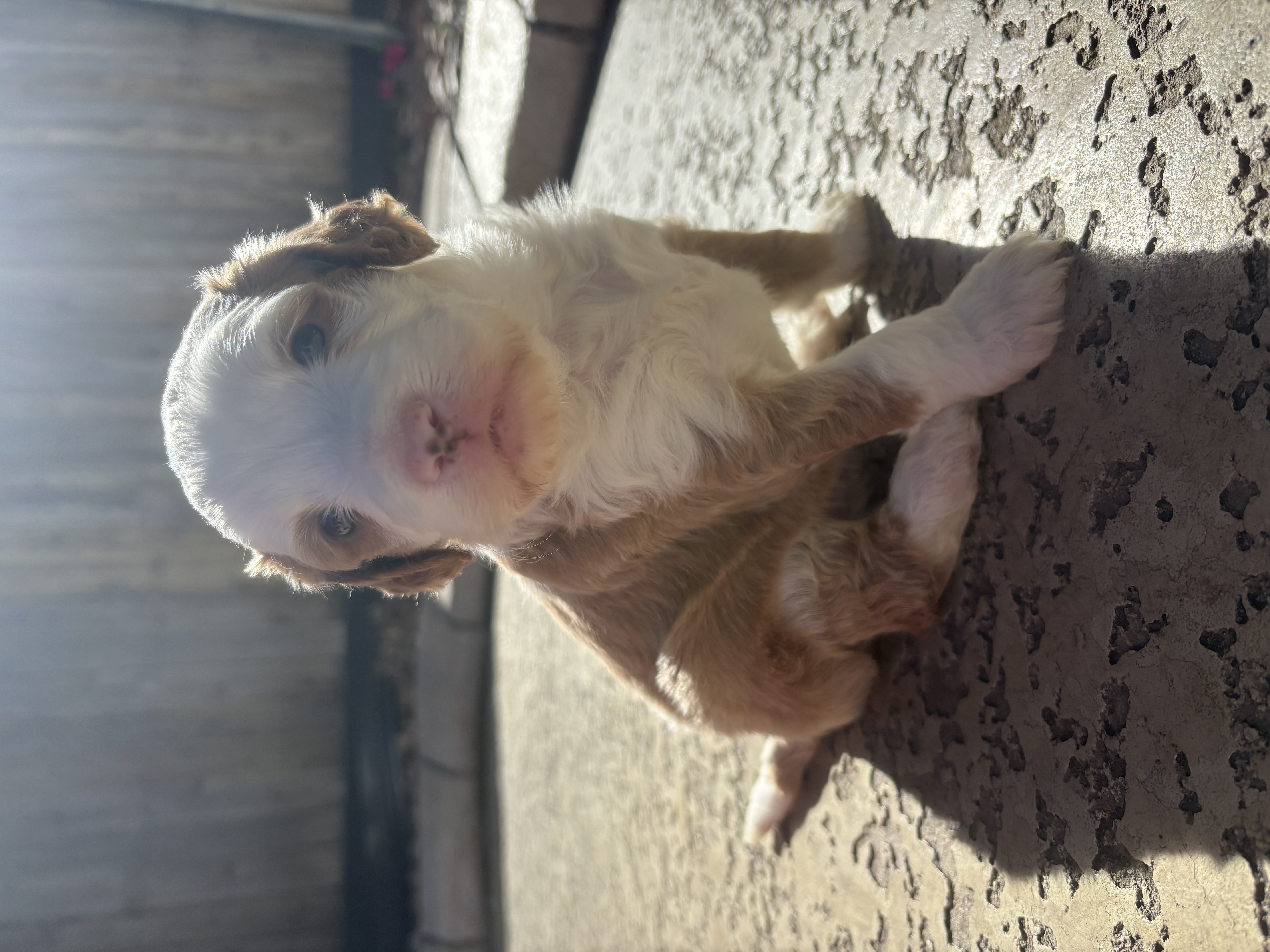 Sundance - Mini Bernedoodle